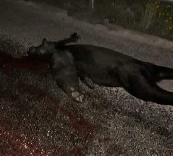 Matan oso en la carretera Victoria-Tula