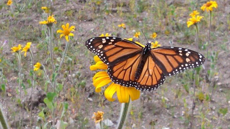 Participa Tamaulipas en convenio para conservar la migración de la monarca en México.