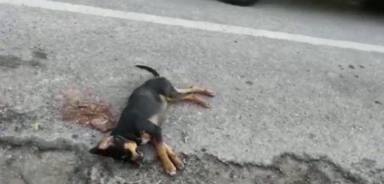 Herido termino un motociclista después de atropellar a un canino