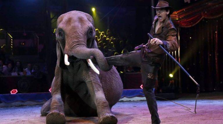 Portugal prohí­be animales en circos