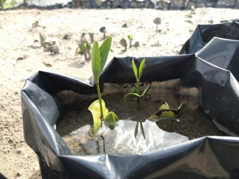 Tamaulipas fortalece la recuperación y producción de Manglar.