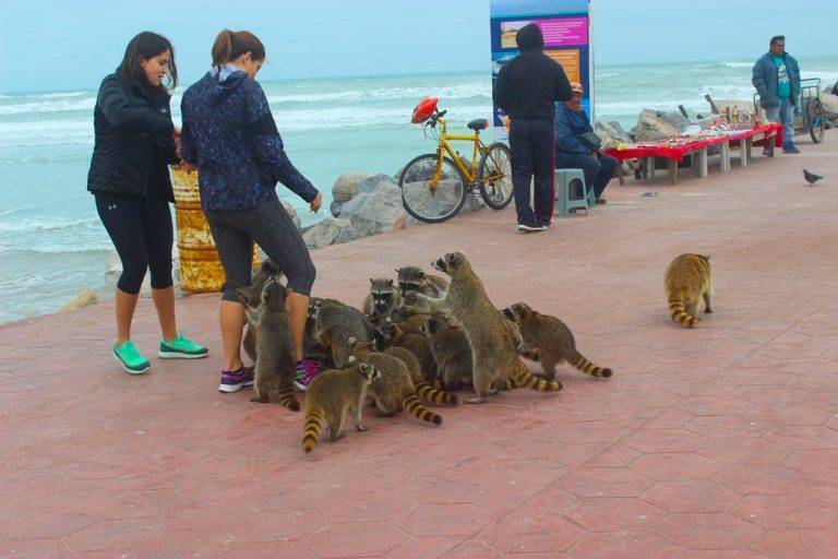 Esterilizarán a mapaches de escolleras de Madero por sobrepoblación