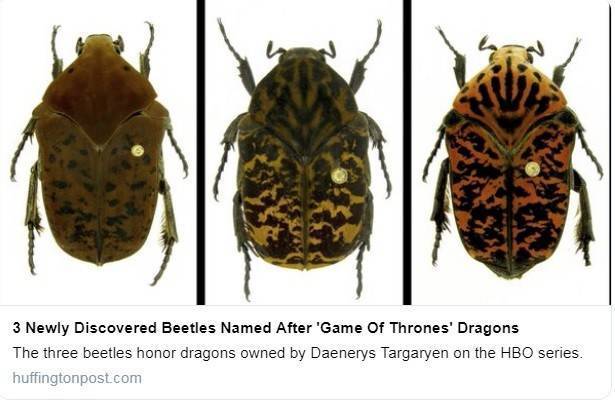 Usan nombres de ‘Juego de Tronos’ para nuevas especies escarabajos