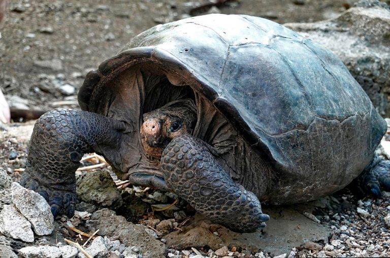 Hallan tortuga considerada extinta hace 100 años en Galápagos