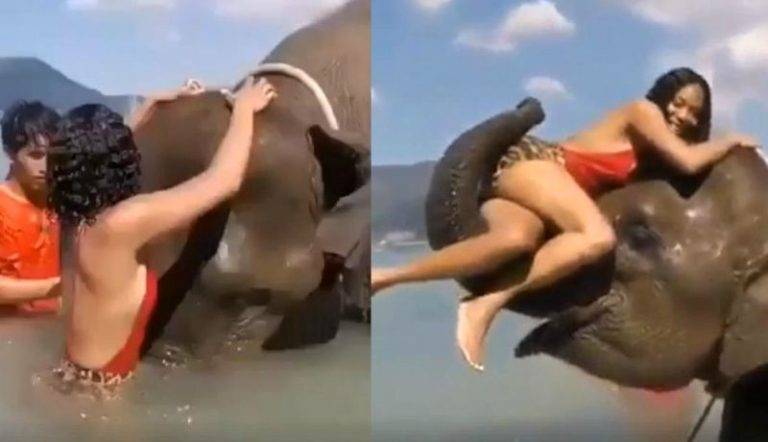 VIDEO: Querí­a foto posando sobre un elefante pero todo salió mal