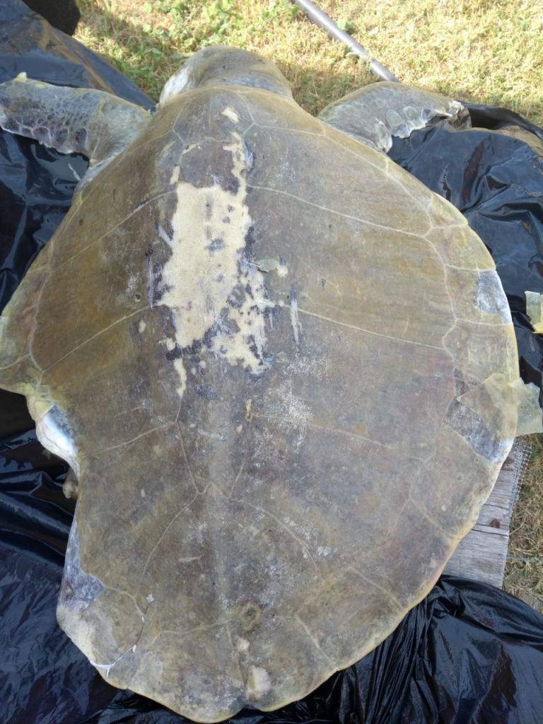 Suman 3 tortugas muertas en Miramar