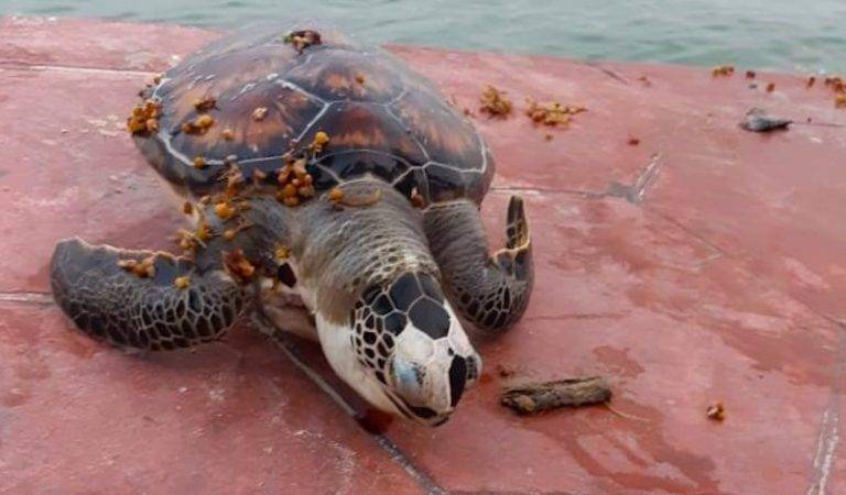 Continúan llegando cadáveres de tortugas a Miramar