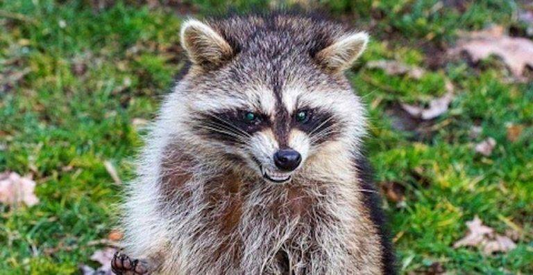 Â¡Cuidado con los ‘mapaches zombis’!, alertan en EU