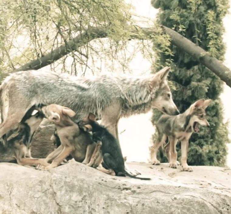 Nacen 6 hembras de lobo mexicano en Tamatan