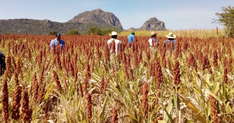 Precio por tonelada de sorgo en picada