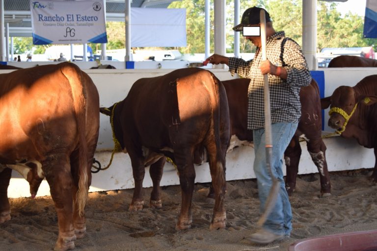Nadie detiene robo de vacas en El Mante