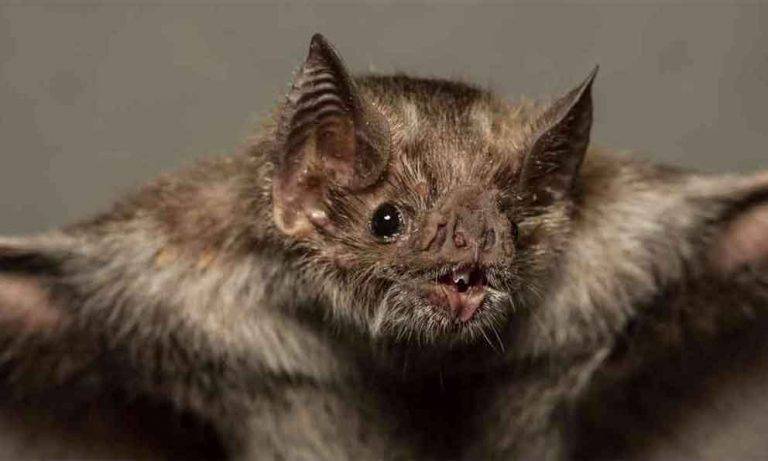 Murciélagos portan 6 nuevos tipos de coronavirus