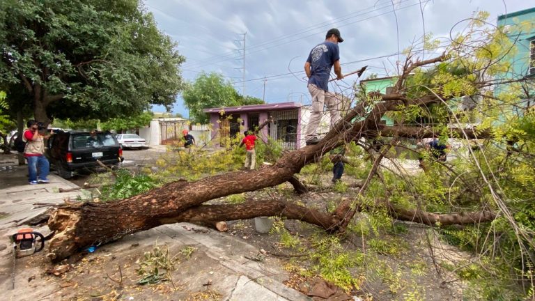 Reporta PC árboles caí­dos por fuertes ráfagas de viento