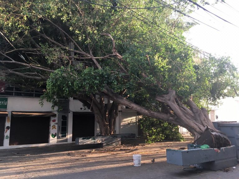 Reporta PC Victoria 12 árboles caí­dos por ingreso de frente frí­o
