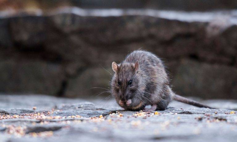 Alertan sobre ratas agresivas que no se han alimentado bien durante la pandemia