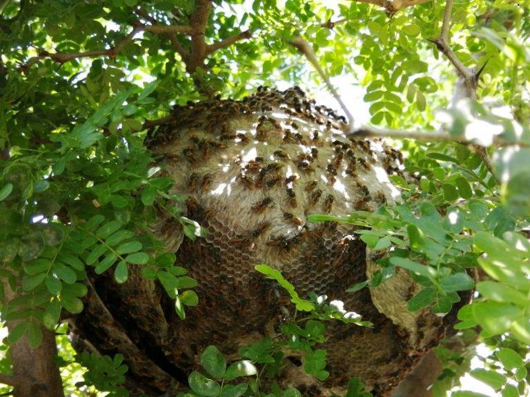 Recomiendan expertos ayudar a la naturaleza durante el confinamiento