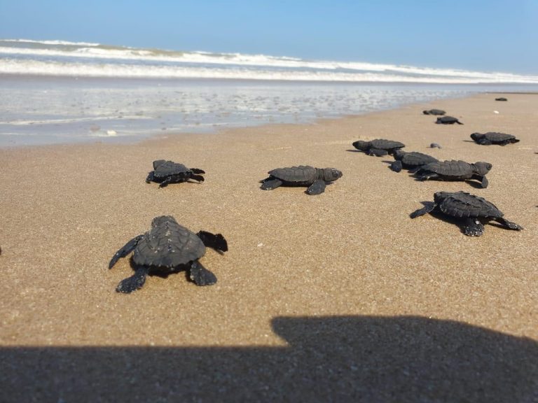 Nacen y  liberan tortugas Lora en costas de Tamaulipas