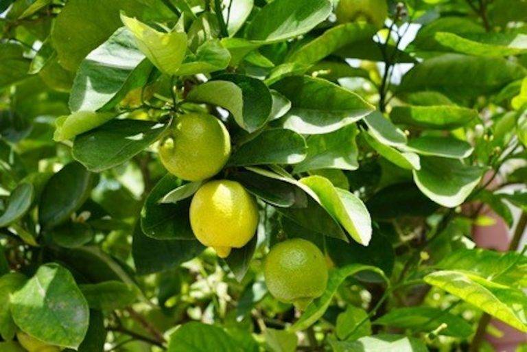 Aumenta demanda de limón italiano