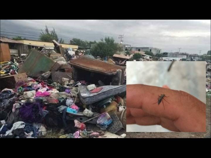 Damnificados de Reynosa padecen el zancudero y acumulación de basura