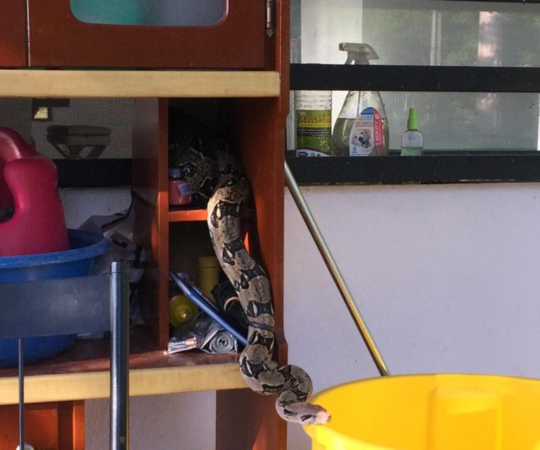 Familia encuentra una boa en su casa