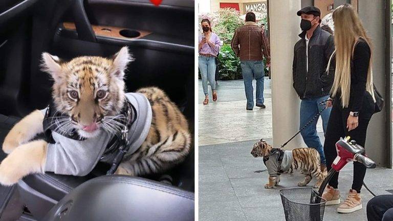 Captan a mujer paseando a cachorro de tigre en centro comercial de CDMX