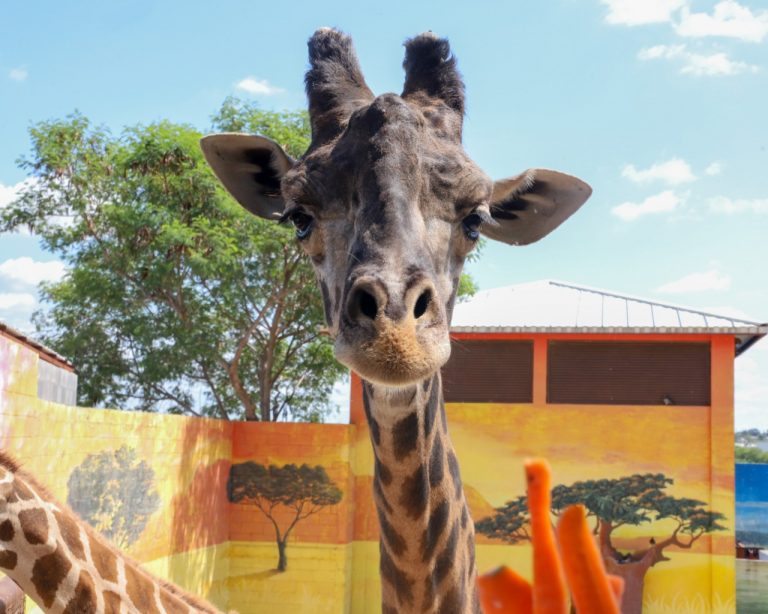 Reinicia Zoológico sus visitas este viernes