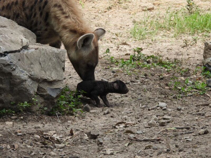 Nacen crías de hiena moteada en Zoológico Tamatán de Ciudad Victoria