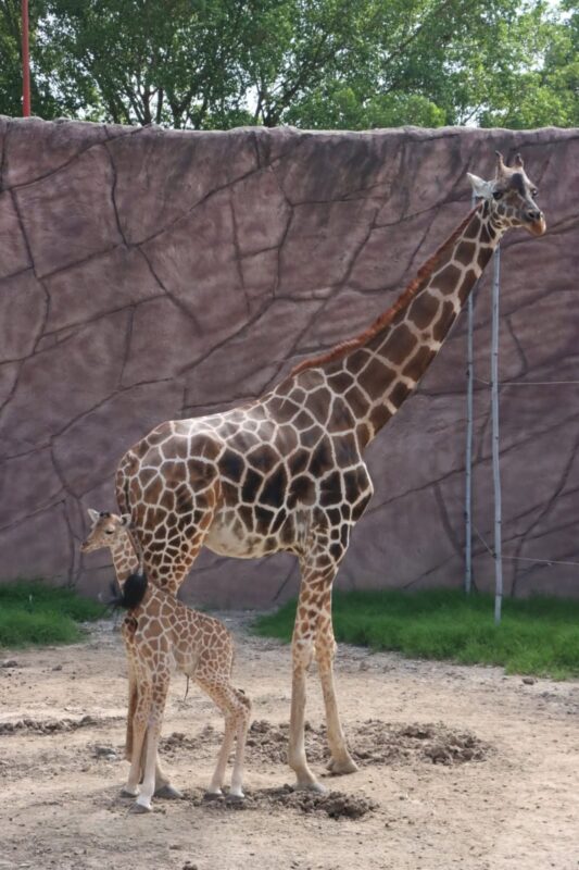 Nace jirafa en el zoológico Tamatán