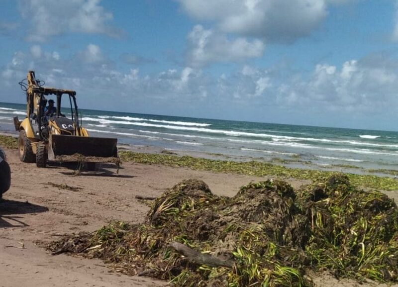 Contribuye Turismo con maquinaria para limpieza de lirio en playa Miramar