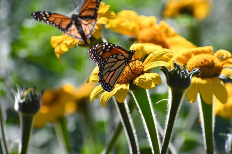 Invertirá Tamaulipas en la protección del hábitat de la mariposa monarca: CPBT