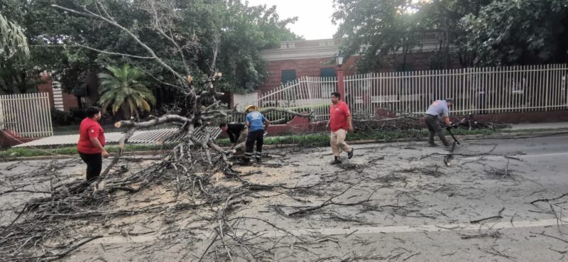 Árbol seco causa daños en Casa del Arte