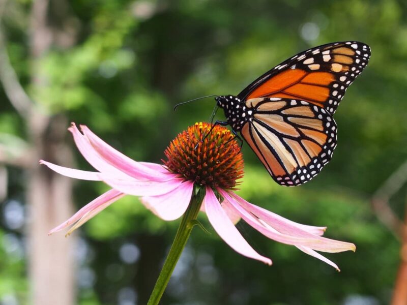 Es Tamaulipas, clave para conservación de ecosistemas y mariposa monarca: Especialistas