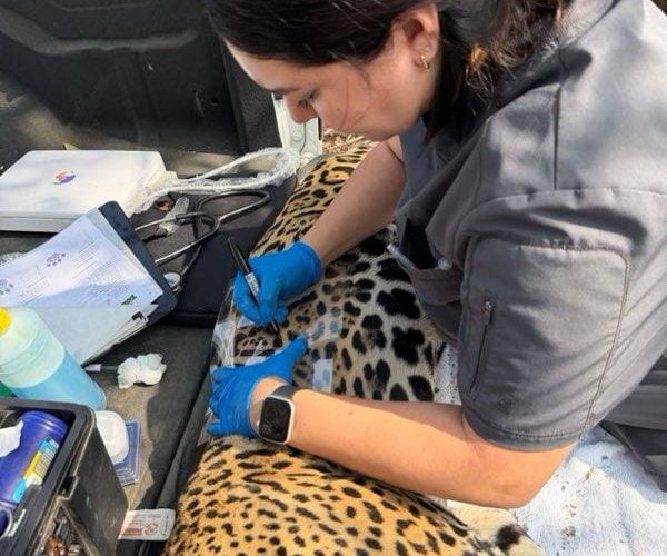 Rescata y libera Comisión de Parques y Biodiversidad a jaguar en Llera