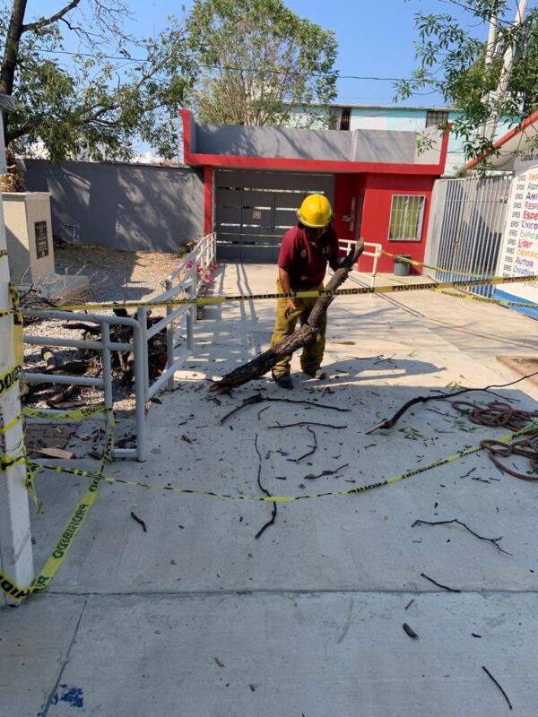 Retiran árbol en riesgo en kínder de Victoria