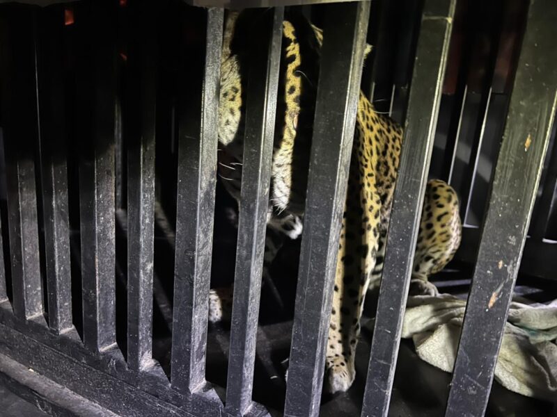 Rescatan jaguar atrapado en trampa para jabalíes; permanece bajo cuidados en el Zoológico de Tamatán